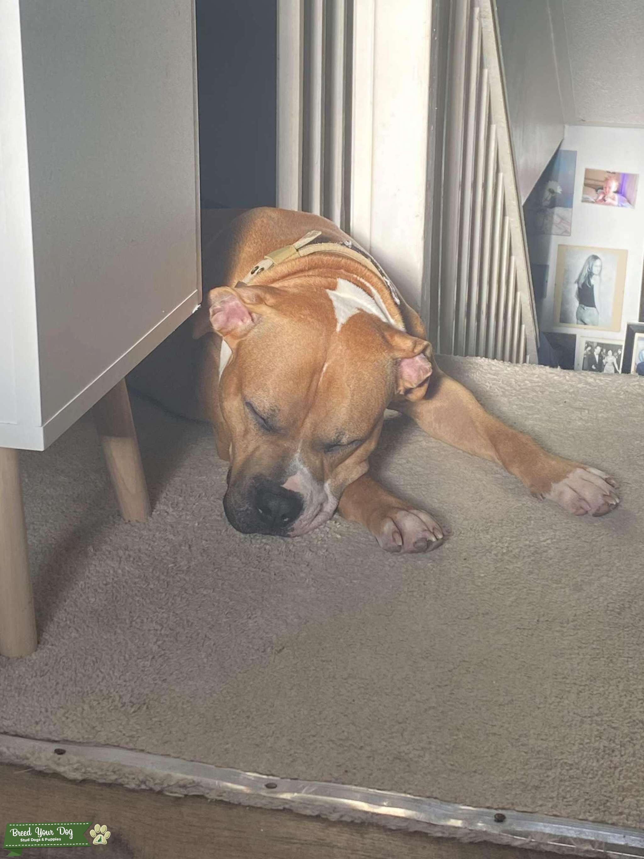 Just looking to breed my dog Stud Dog in Buckinghamshire , the United