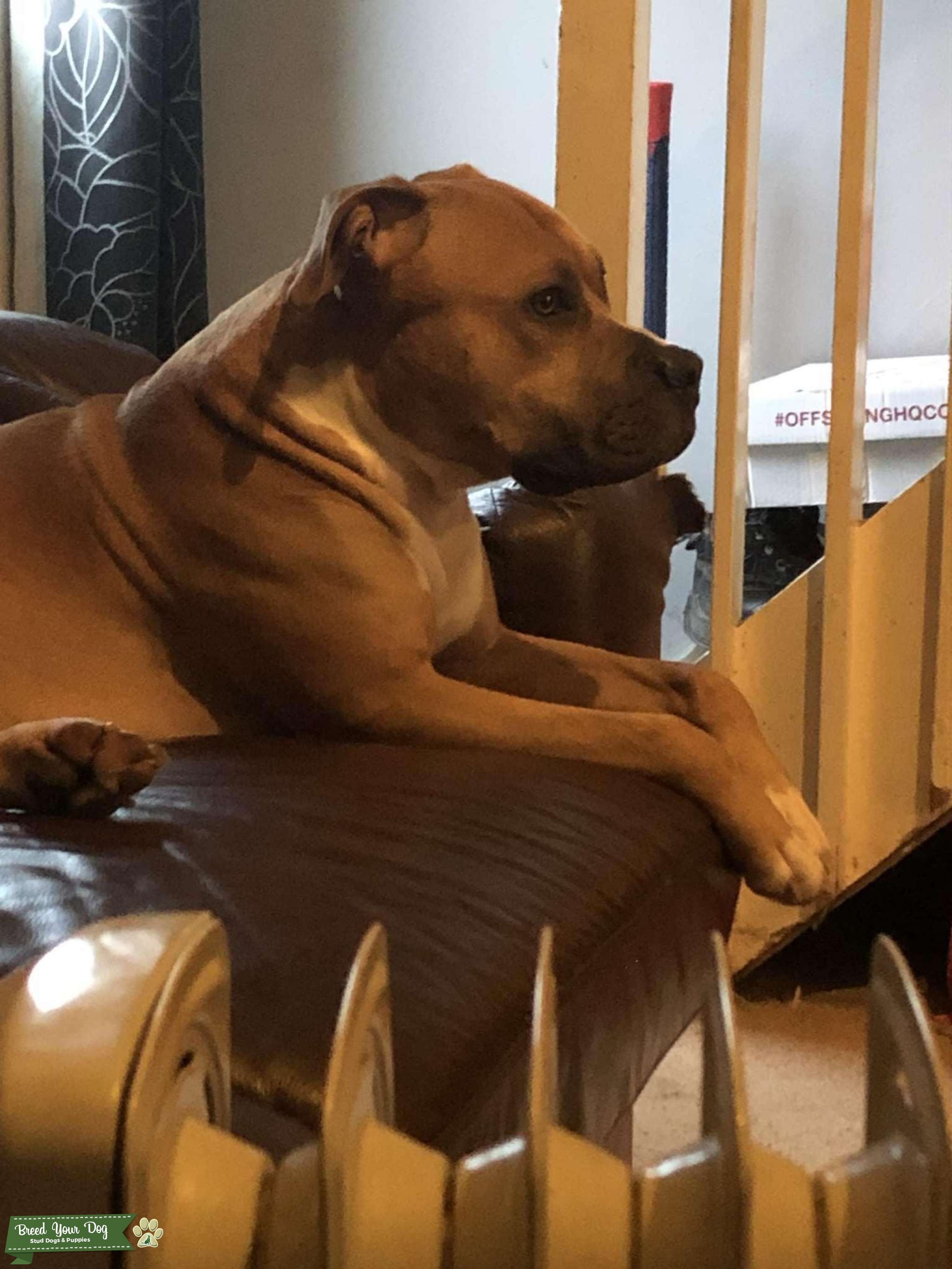 Just looking to breed my dog Stud Dog in Buckinghamshire , the United