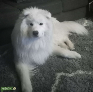 Stud dog 1 year old  Listing Image