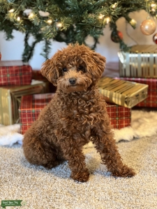 Toy Red Poodle Stud Listing Image