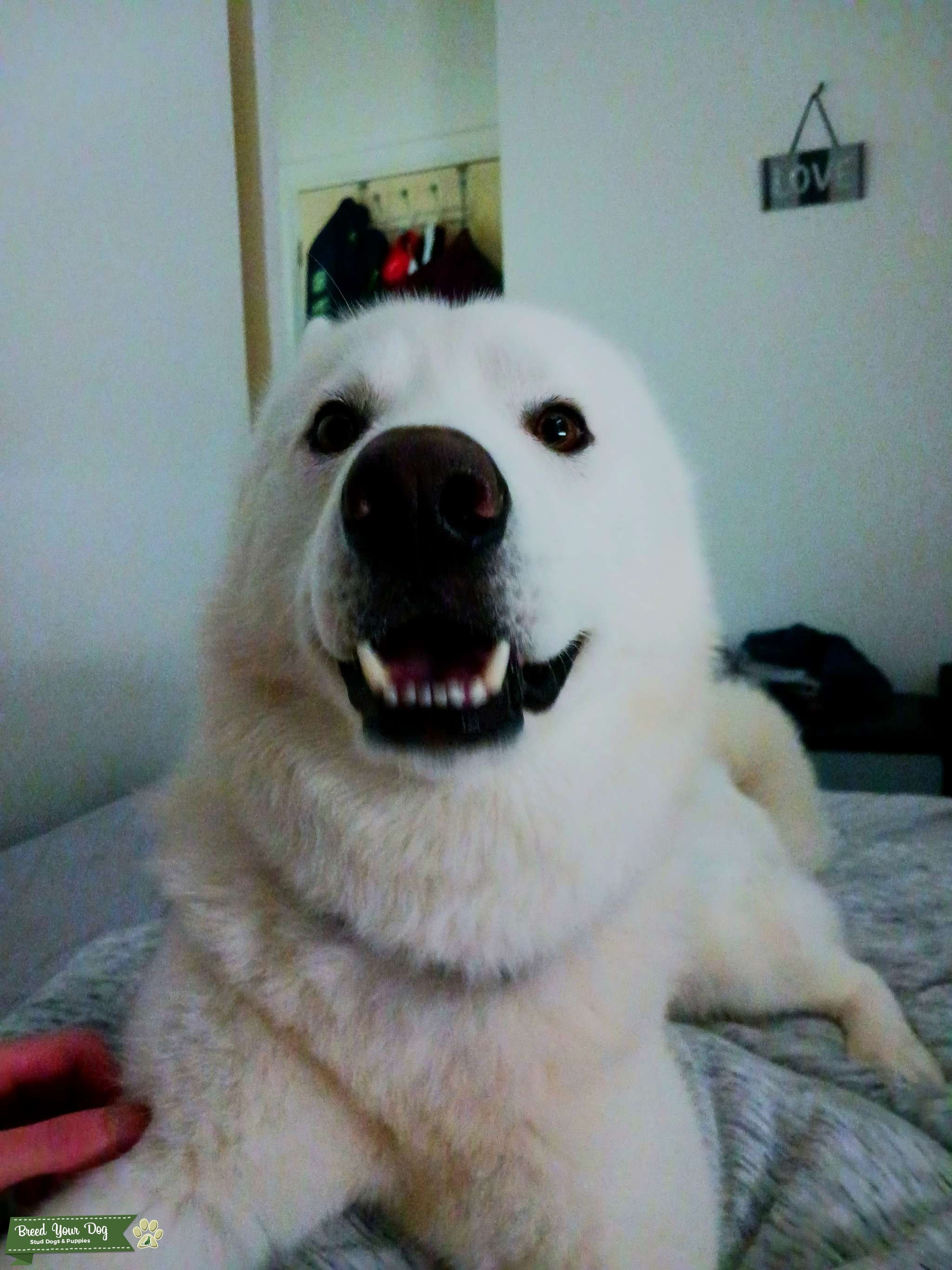 2 year Old Siberian Husky for Stud Stud Dog in West Yorkshire , the