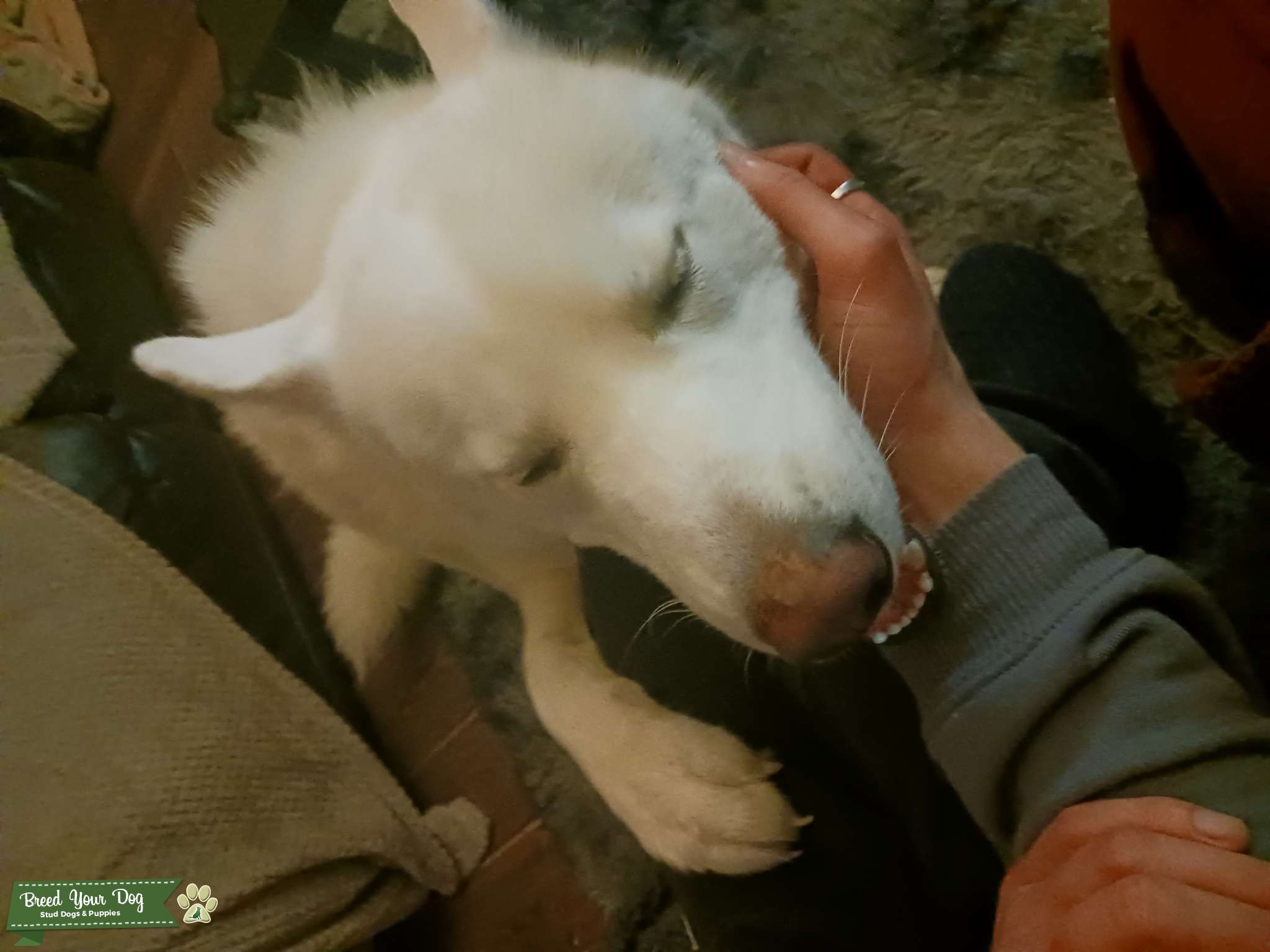 2 year Old Siberian Husky for Stud Stud Dog in West Yorkshire , the