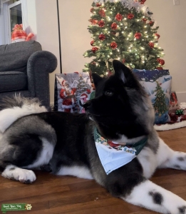 American Akita  Listing Image