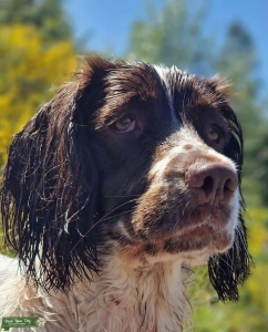 Springer Spaniel For Stud Listing Image