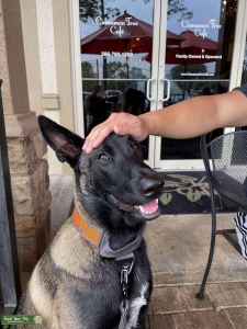 Mahogany Belgian Malinois Listing Image