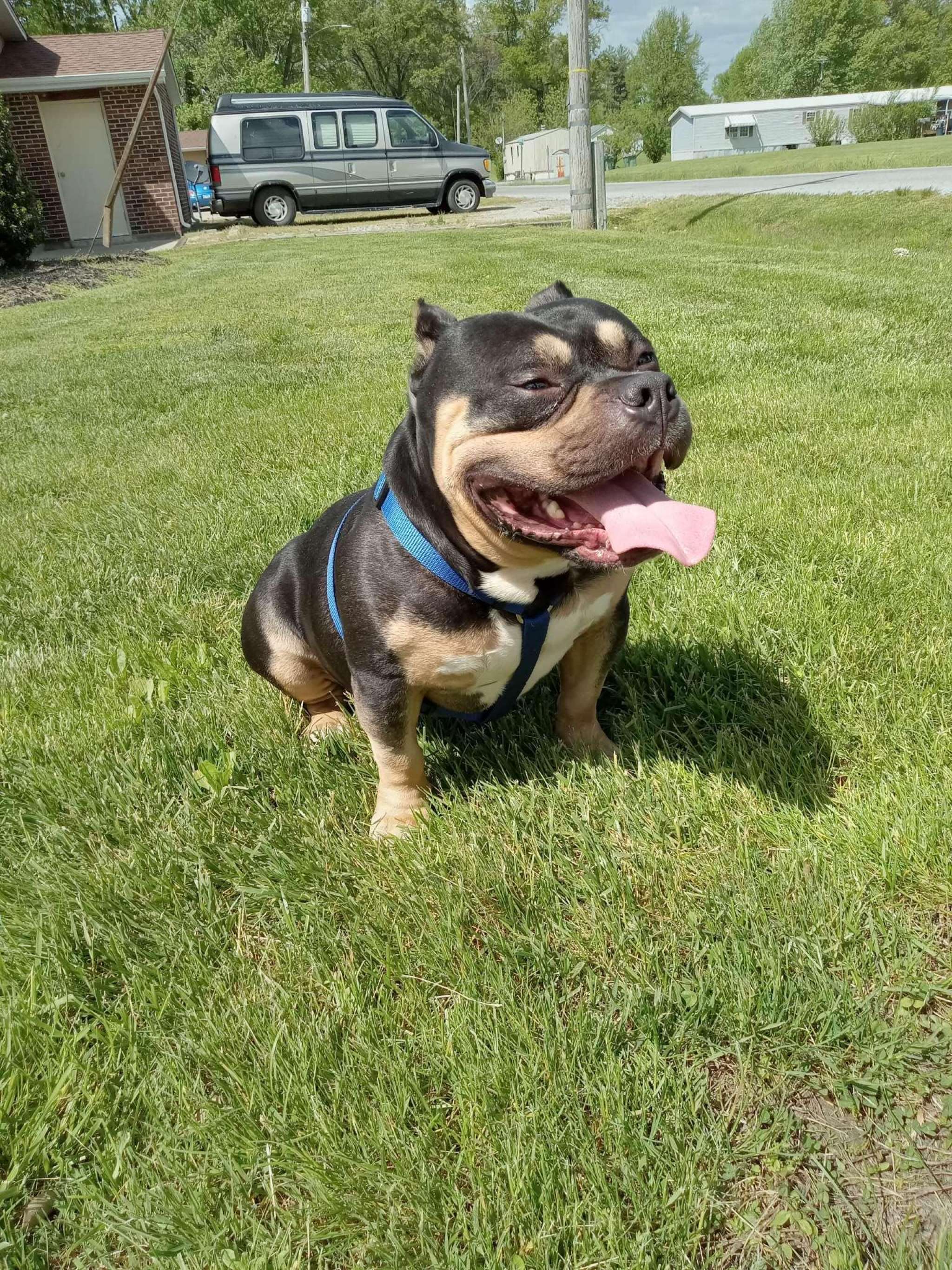 Tri Color Pocket Bully Stud Dog in Illinois , the United States Breed Your Dog