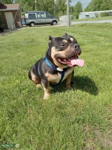 Tri Color Pocket Bully Listing Image