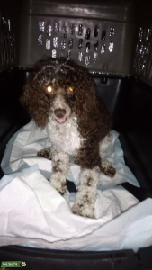 Brown Parti Mini Poodle Listing Image