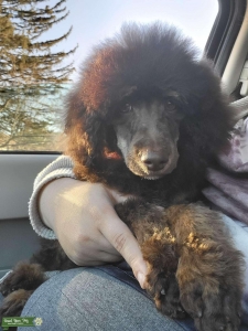 Large Mini Poodle (20lbs) Listing Image