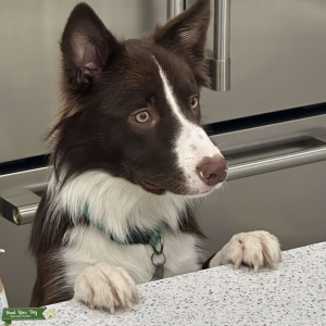 Red/White Border Collie w/ ABCA Listing Image