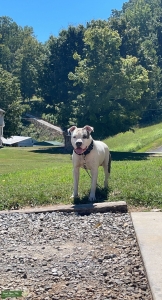 XL Pitbull Stud Listing Image