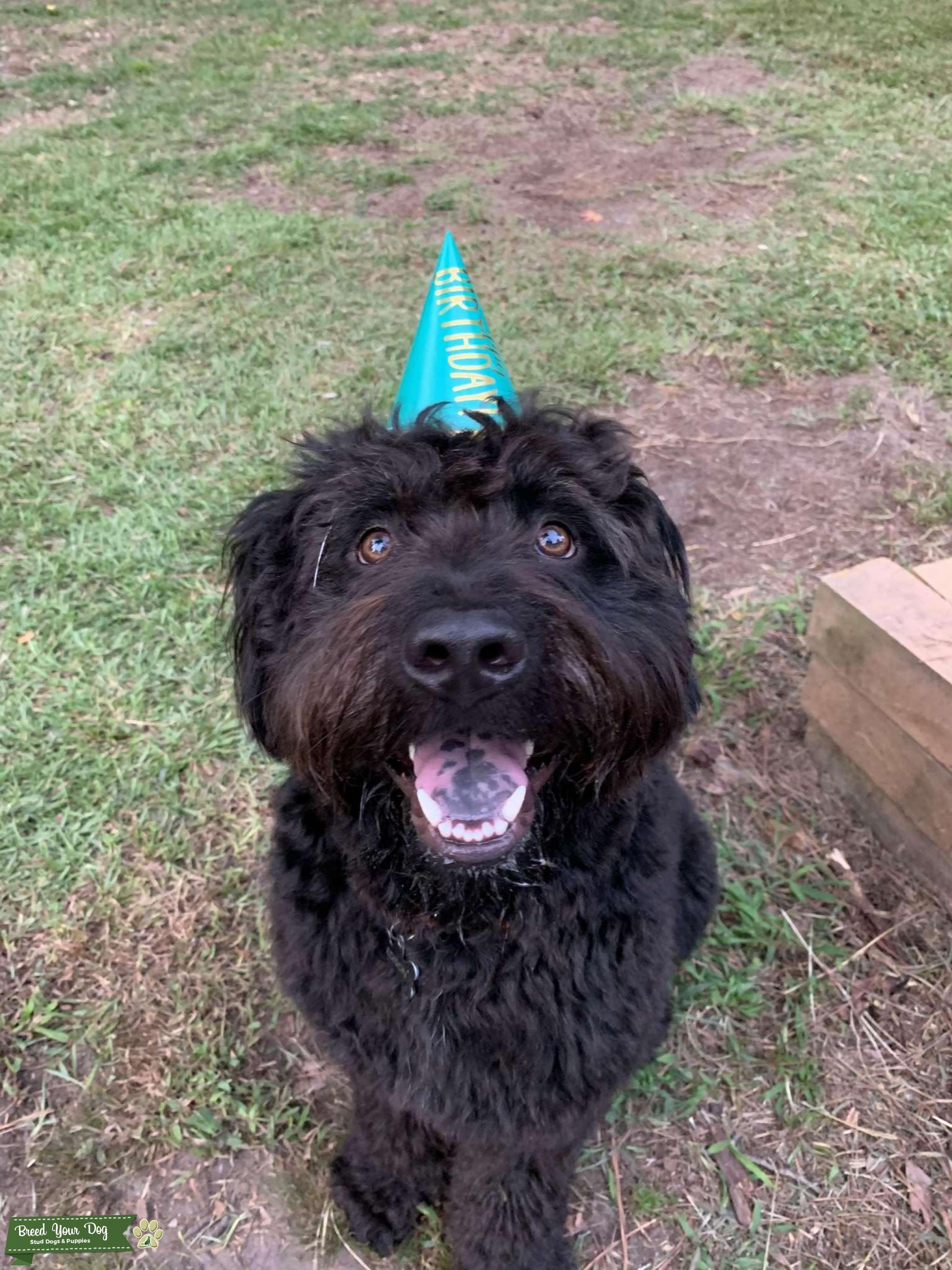 Black labradoodle Stud Dog in North Carolina , the United States