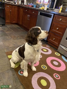 STUD SERVICE OFFERED  TRI  COLORED ENGLISH SPRINGER SPANIAL Listing Image