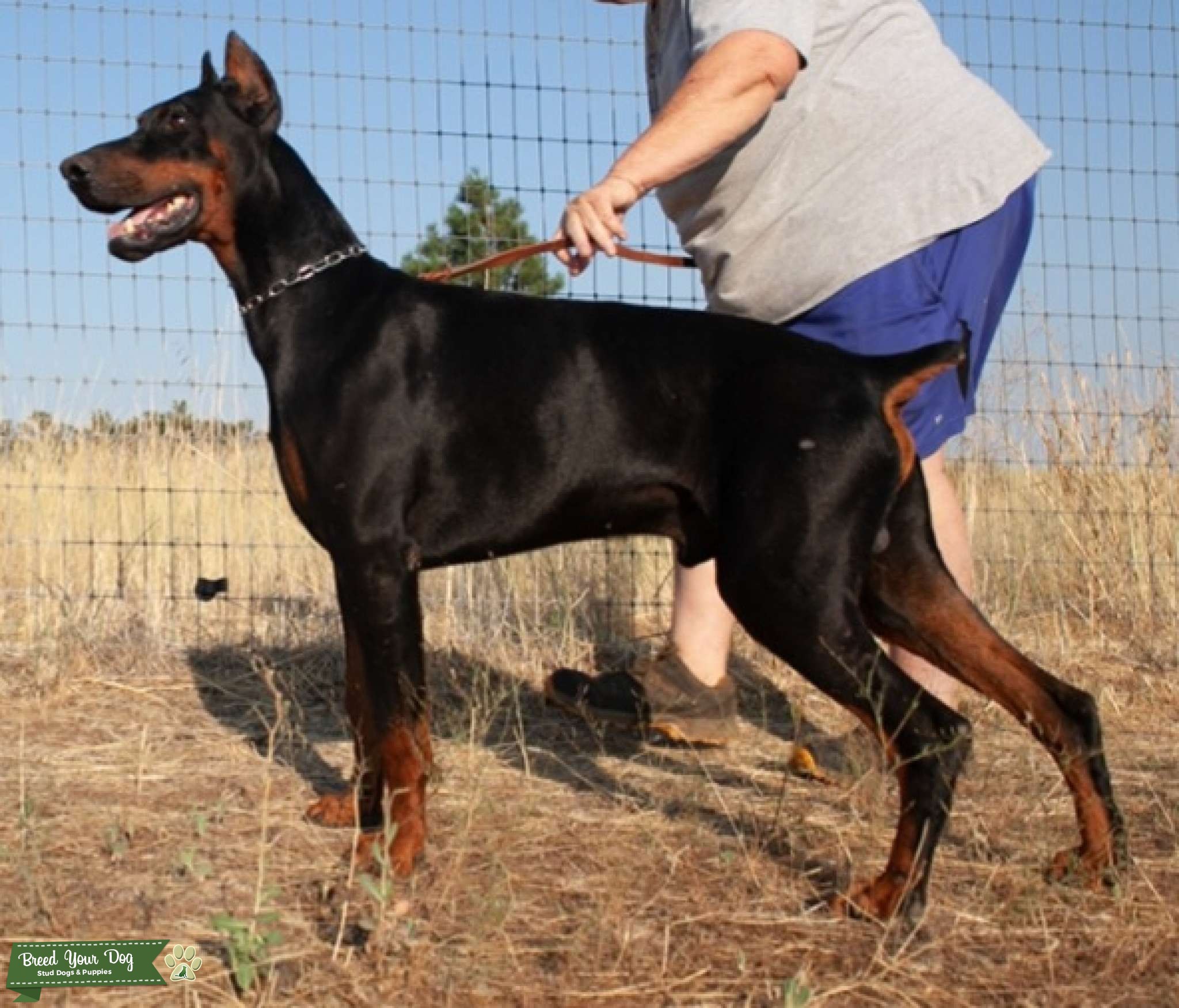 Pure European Health Tested Stud Hips OFA EXCELLENT Stud Dog in