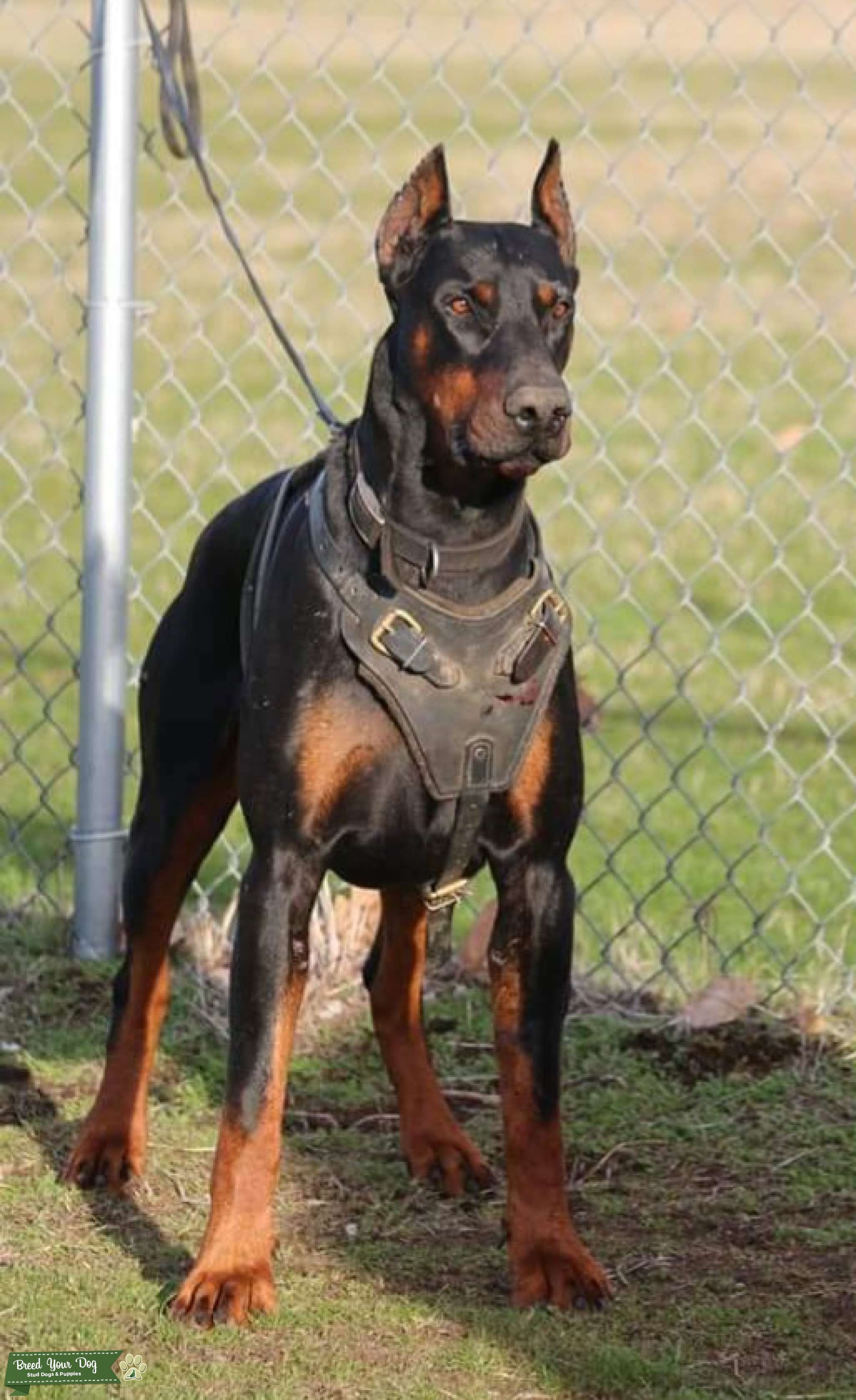 Pure European Health Tested Stud Hips OFA EXCELLENT Stud Dog in