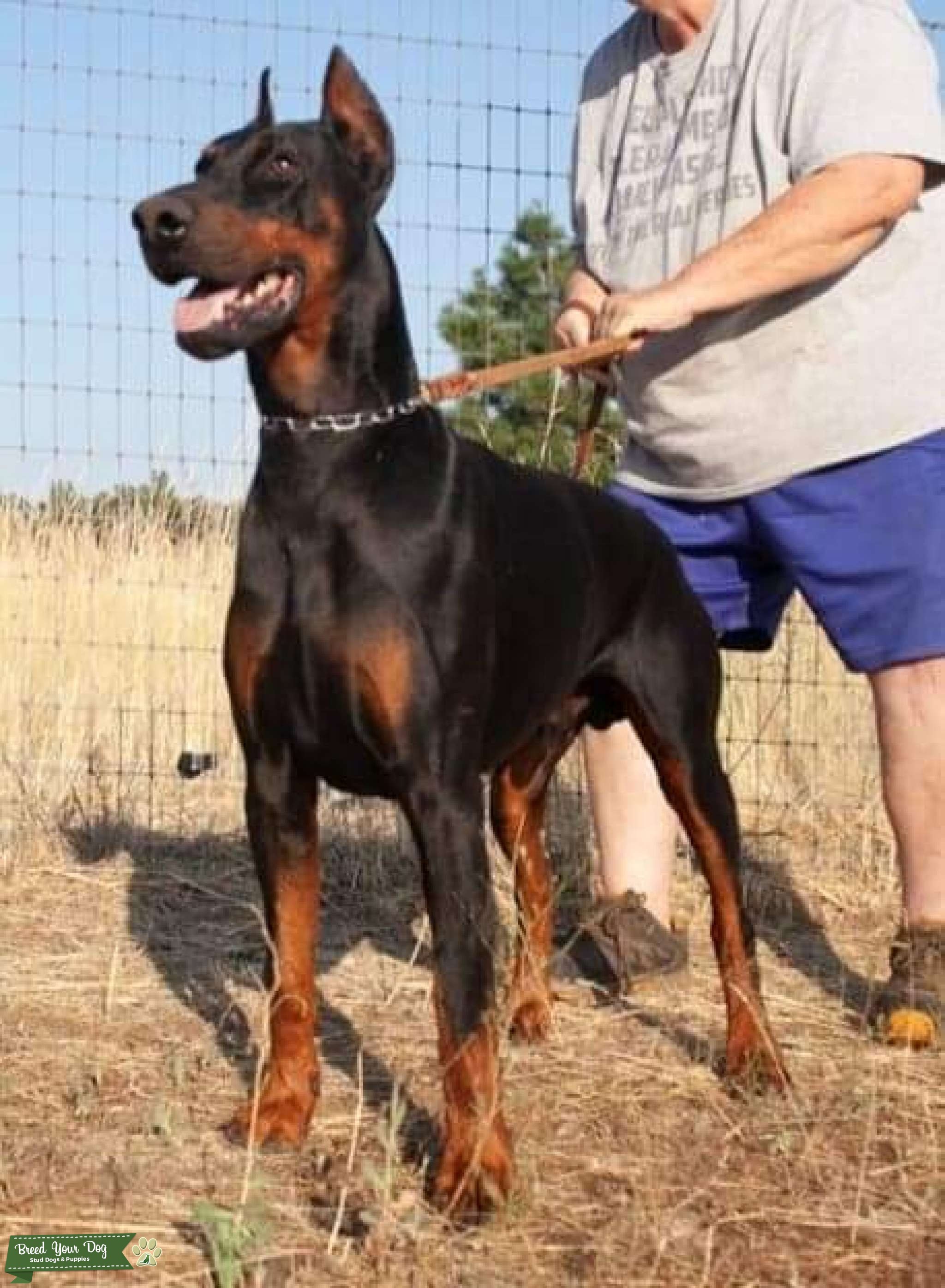 Pure European Health Tested Stud Hips OFA EXCELLENT Stud Dog in