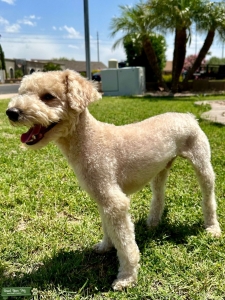 Proven AKC Cream Miniature Poodle Stud Listing Image