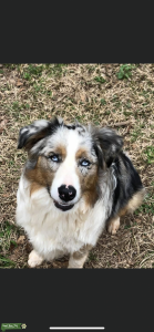 Australian shepherd stud Listing Image