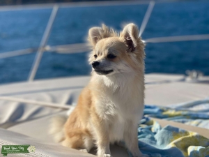 Stunning Pomchi  Listing Image