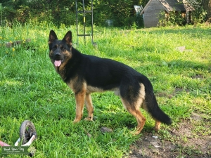 AKC CKC German Shepherd Listing Image