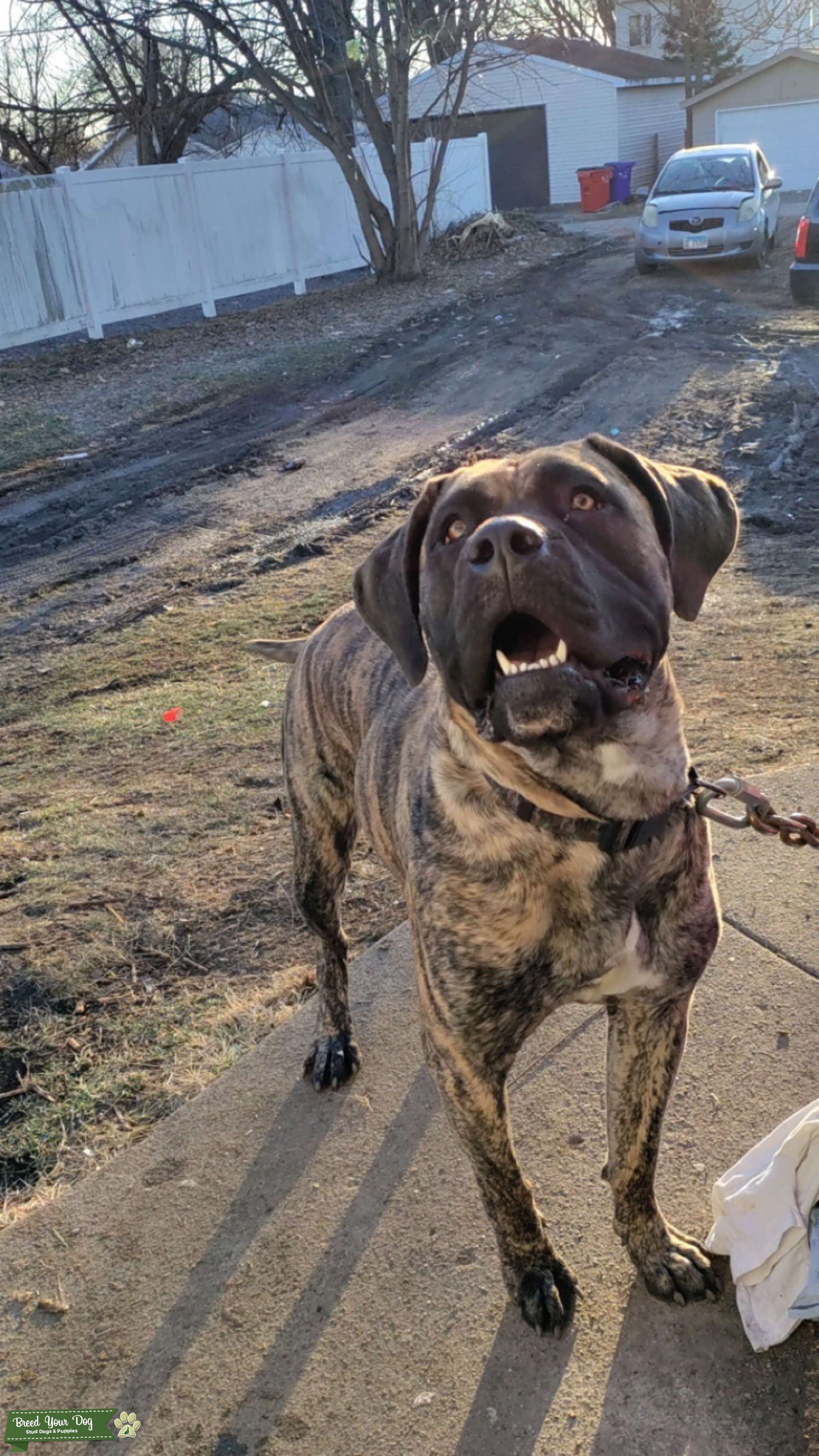 Brown brindle cane corso mix Stud Dog in Peoria Illinois , Australia