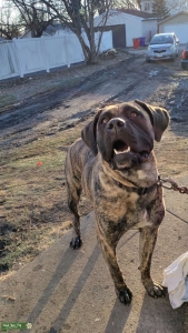 Brown brindle cane corso mix Listing Image