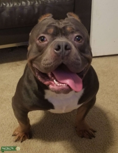 American Bully Pocket Tri Listing Image