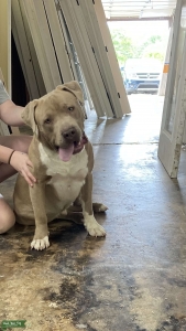 Big Bully Stud Listing Image