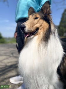 Purebred rough collie Listing Image