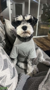 Black and Silver Miniature schnauzer  Listing Image