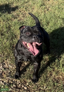 Staffordshire Bull Terrier STUD Listing Image