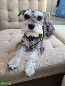Mini Schnauzer Female Listing Image
