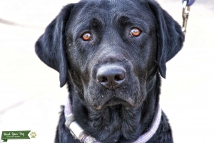 Looking for a dam for my black lab hunting dog he is akc registered, calm, smart, and an extremely good family dog. Listing Image