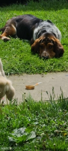 Basset hound  Listing Image