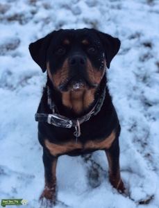 Sweet Female Rottweiler  Listing Image