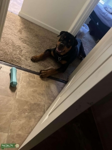 German Full bred rotweiller  Listing Image
