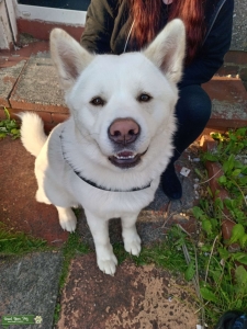 Beautiful rare female akita  Listing Image