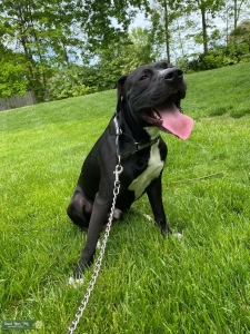 Pitbull x GreatDane Listing Image