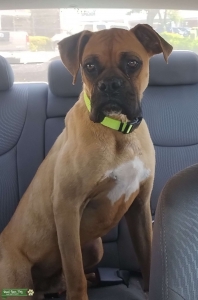 Big, beautiful Boxer Listing Image