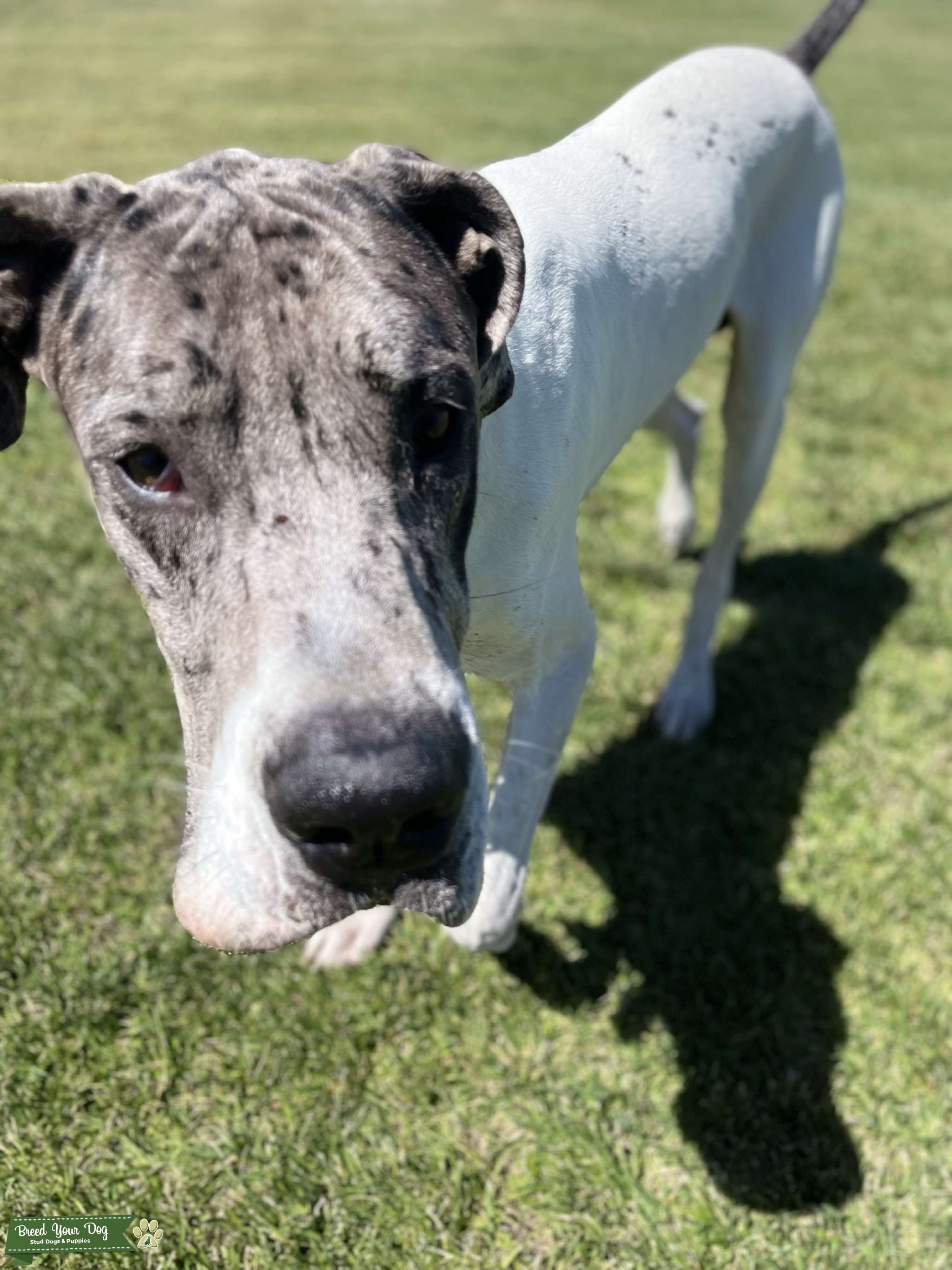 Pibald Merle Great Dane Stud Stud Dog in Northern CA, Argentina Breed Your Dog