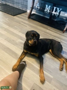 AKC certified Rottweiler from Von Warterr Rottweilers Listing Image