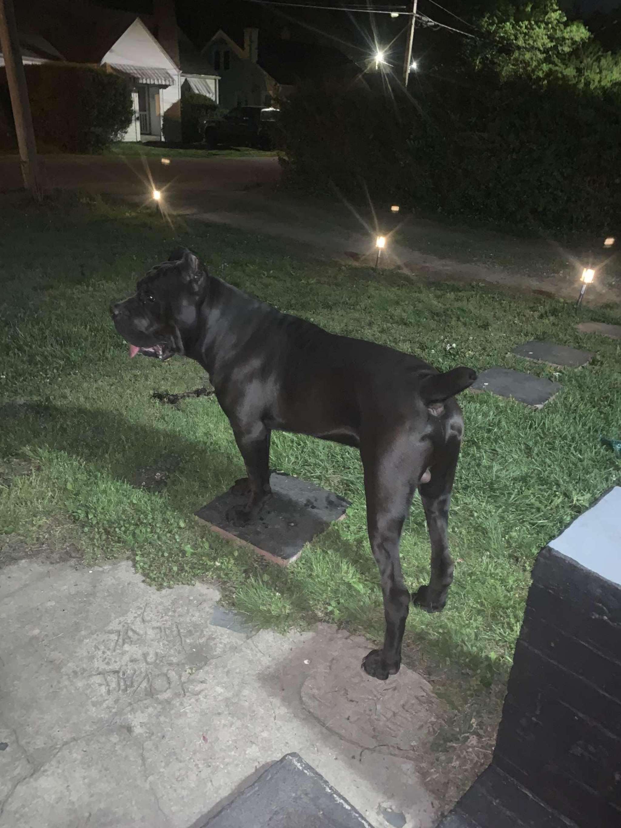 Cane corso stud Stud Dog in High Point , the United States Breed Your Dog