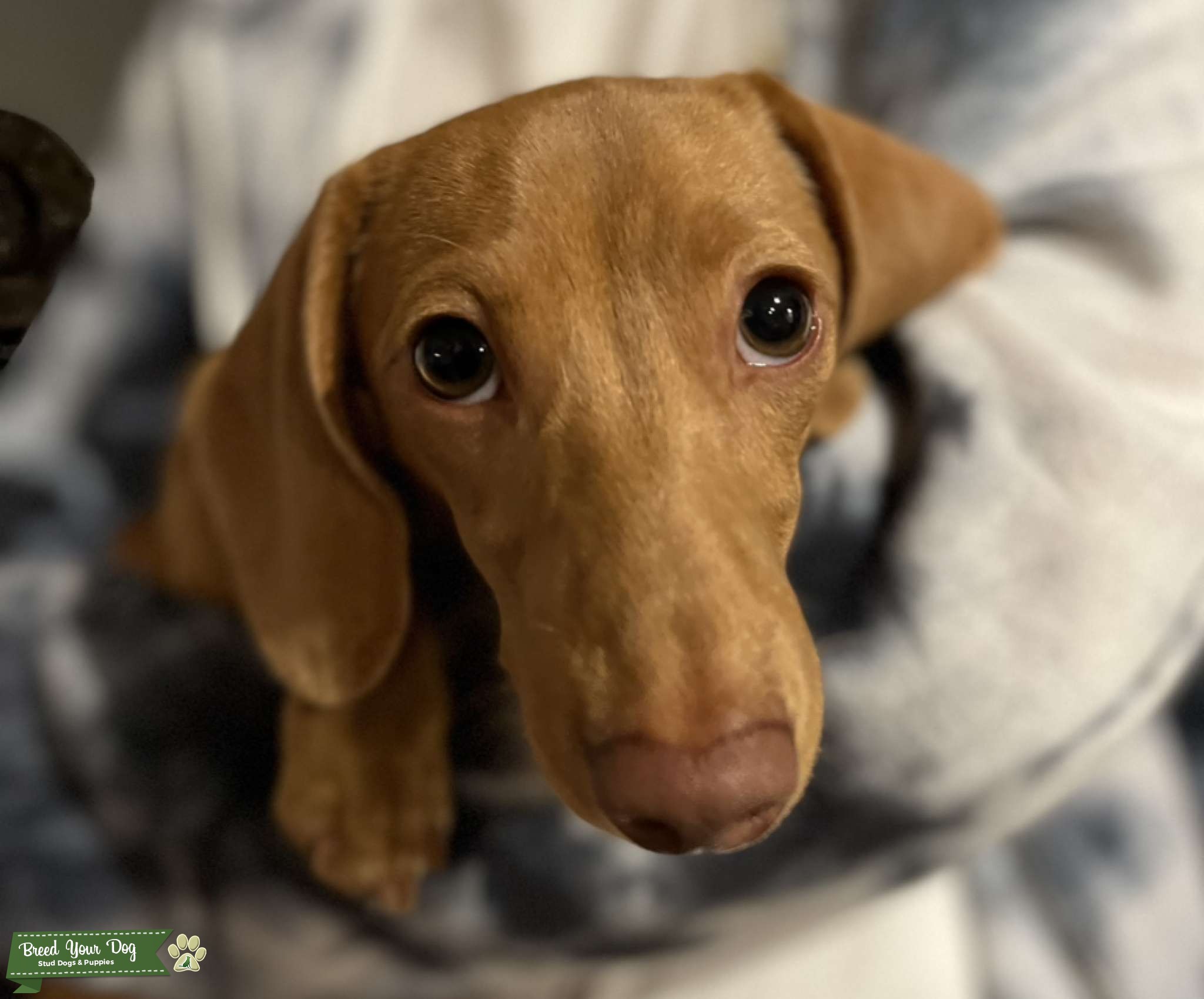 Miniature Dachshund Bitch in HEAT Stud Dog in Arizona, the United