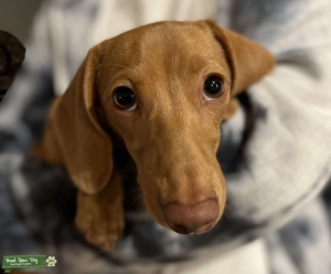 Miniature Dachshund Bitch in HEAT Listing Image