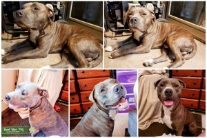 Beautiful Blue Brindle American Staffordshire Terrier  Listing Image