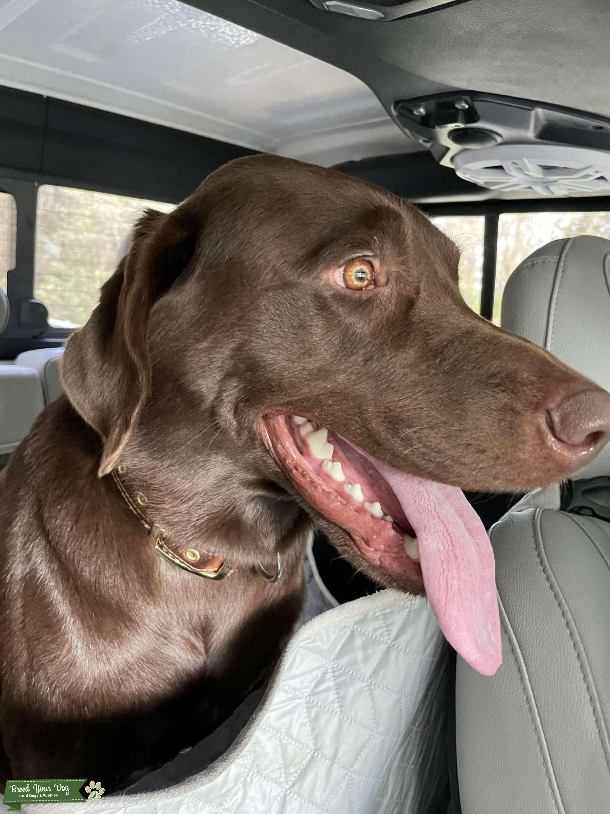 Chocolate Labrador Stud Stud Dog in Florida, the United States