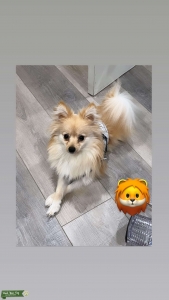Pomeranian bitch Listing Image