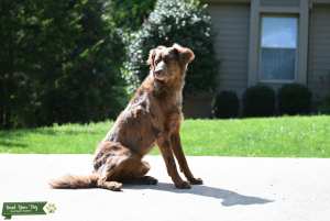 Aussiedoodle Stud Listing Image