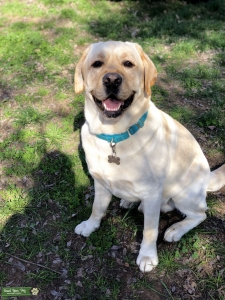 English Yellow Lab Listing Image