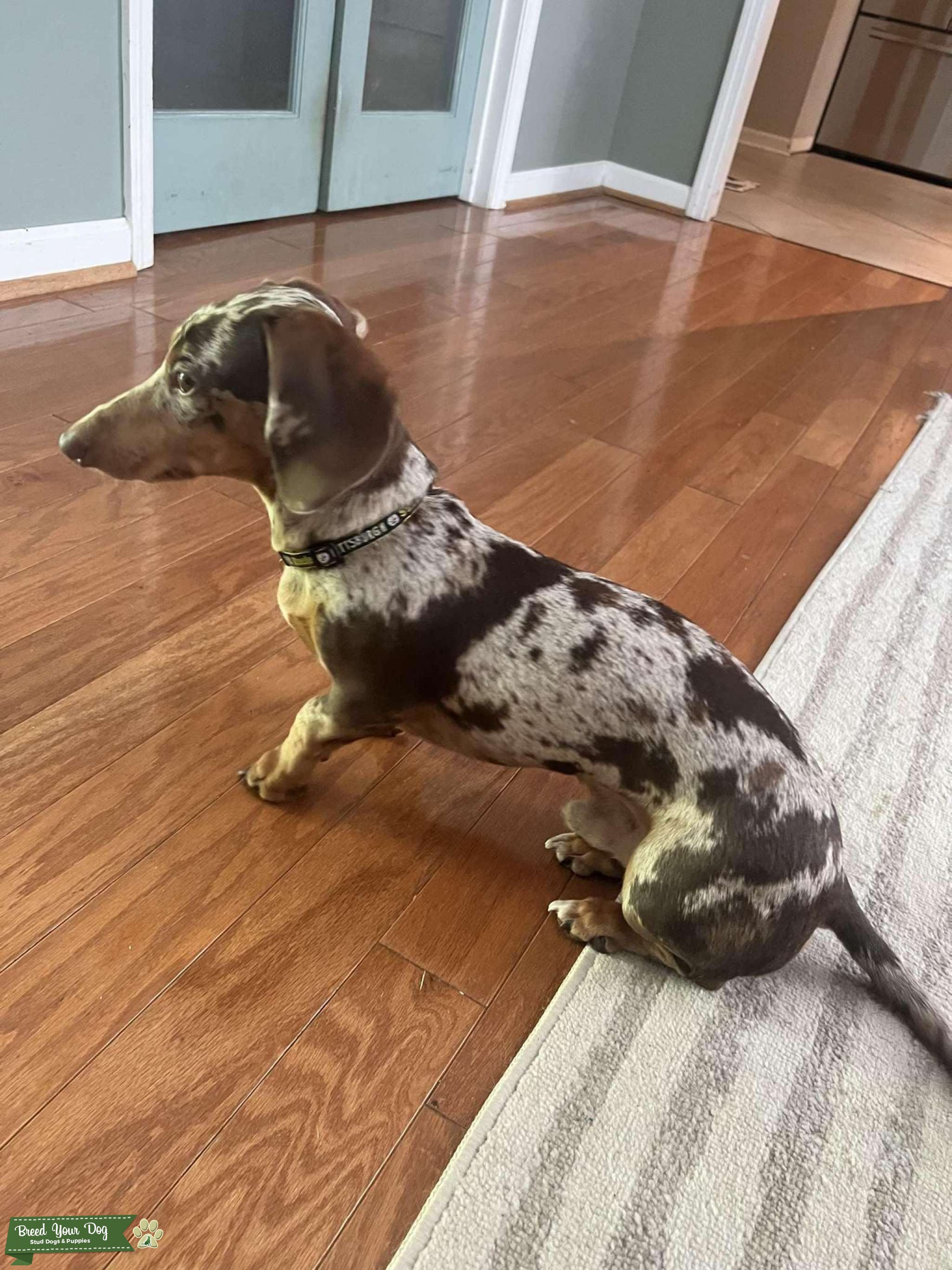 Dapple Dachshund Beautiful Male Stud Dog in Calhoun , the